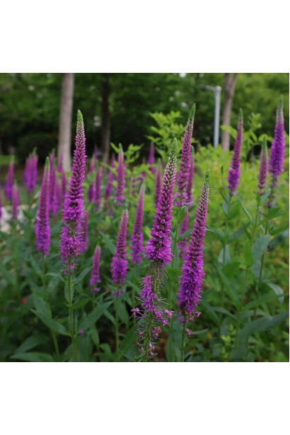 Вероніка колосиста ‘Фірст Матч’